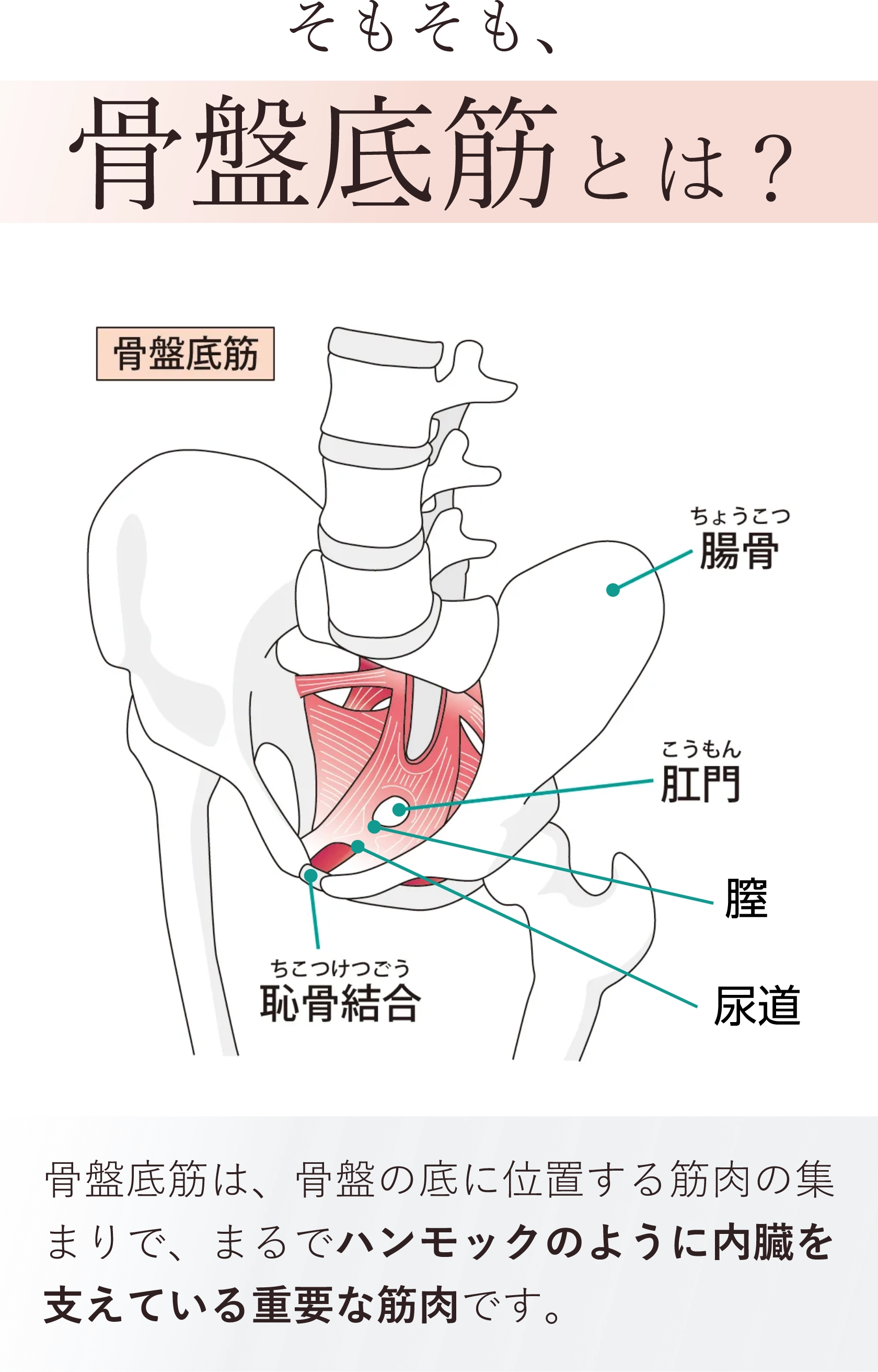 フェムキュット2 骨盤底筋　EMS エクササイズ フェムキュットⅡ ｜ nadelca